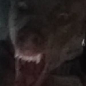 Meet your Posher, Halley